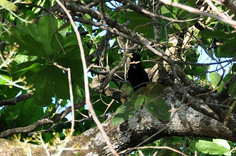 Kuiforopendola